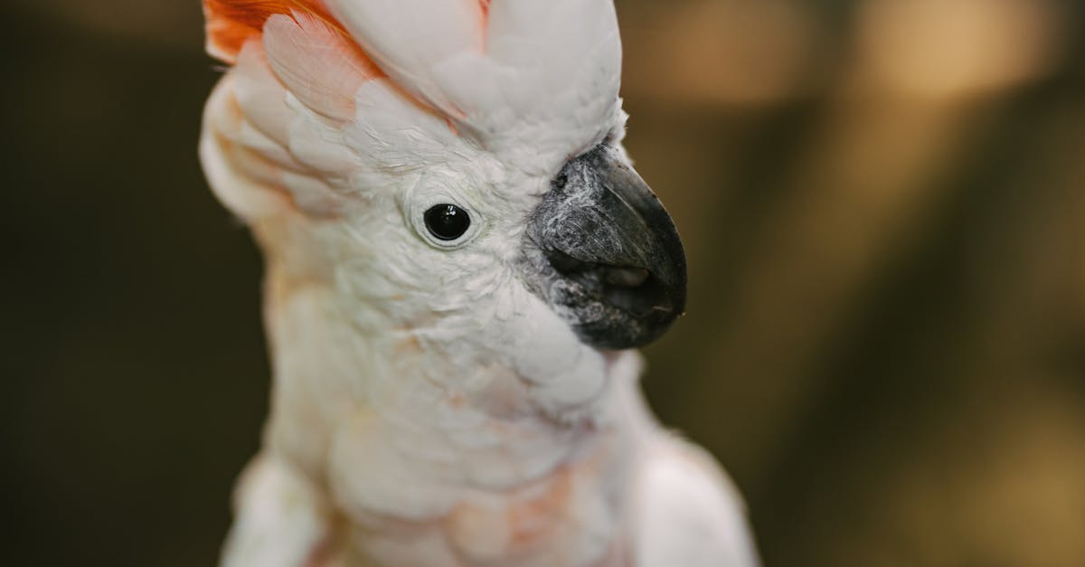 Building Stronger Relationships with Students through One-on-One Tutoring