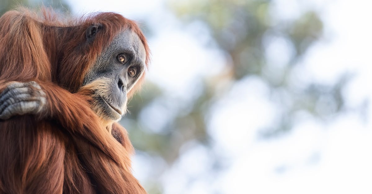 Customised Learning Plans for Individualised Student Success