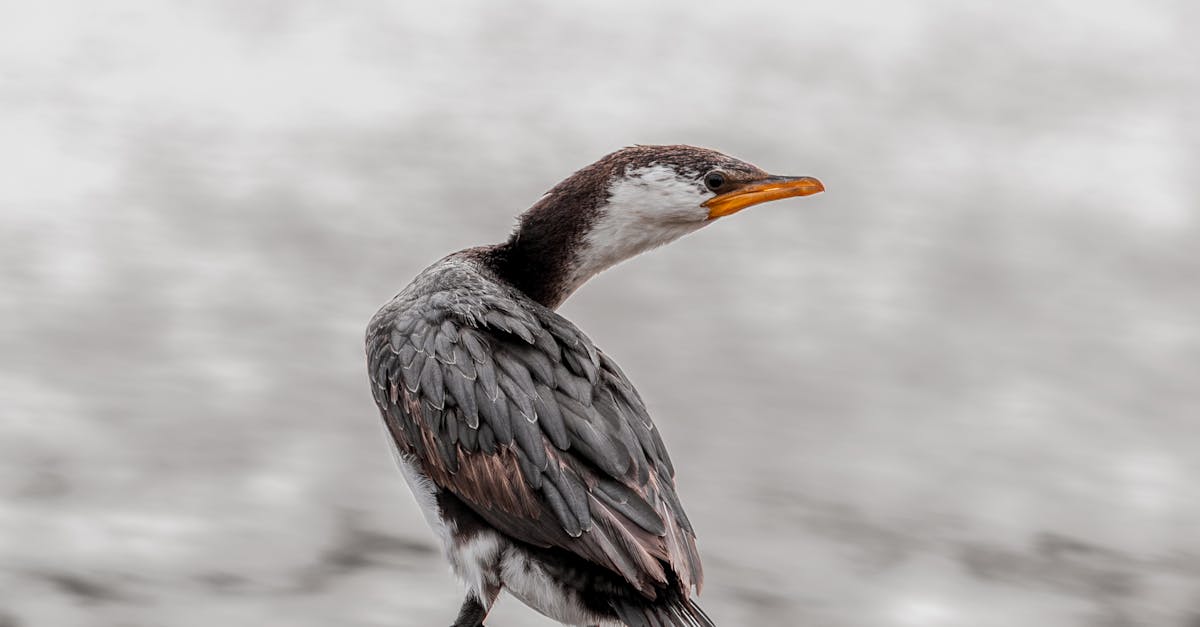 Customising Study Schedules for Optimal Exam Preparation