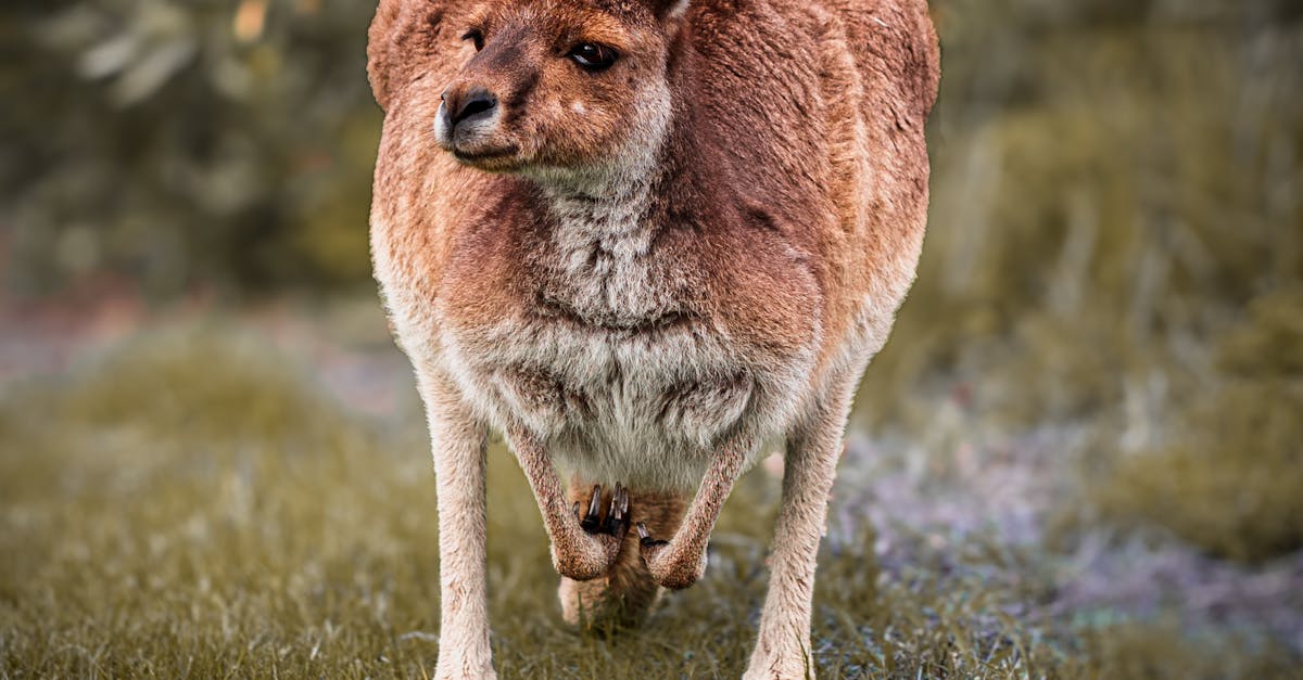 Enhancing Language Skills through Specialist Tutoring