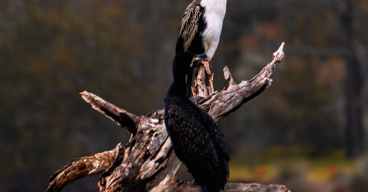 Identifying Individual Learning Styles for Tailored Approaches