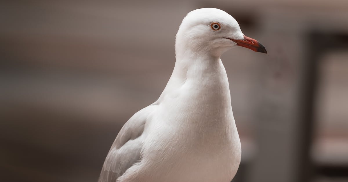 Increased Accessibility: Online Tutoring Benefits for Rural Areas