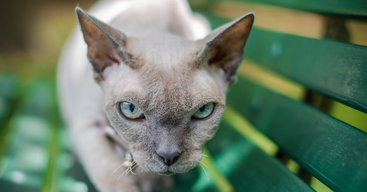 Navigating Online Support for Economics Students