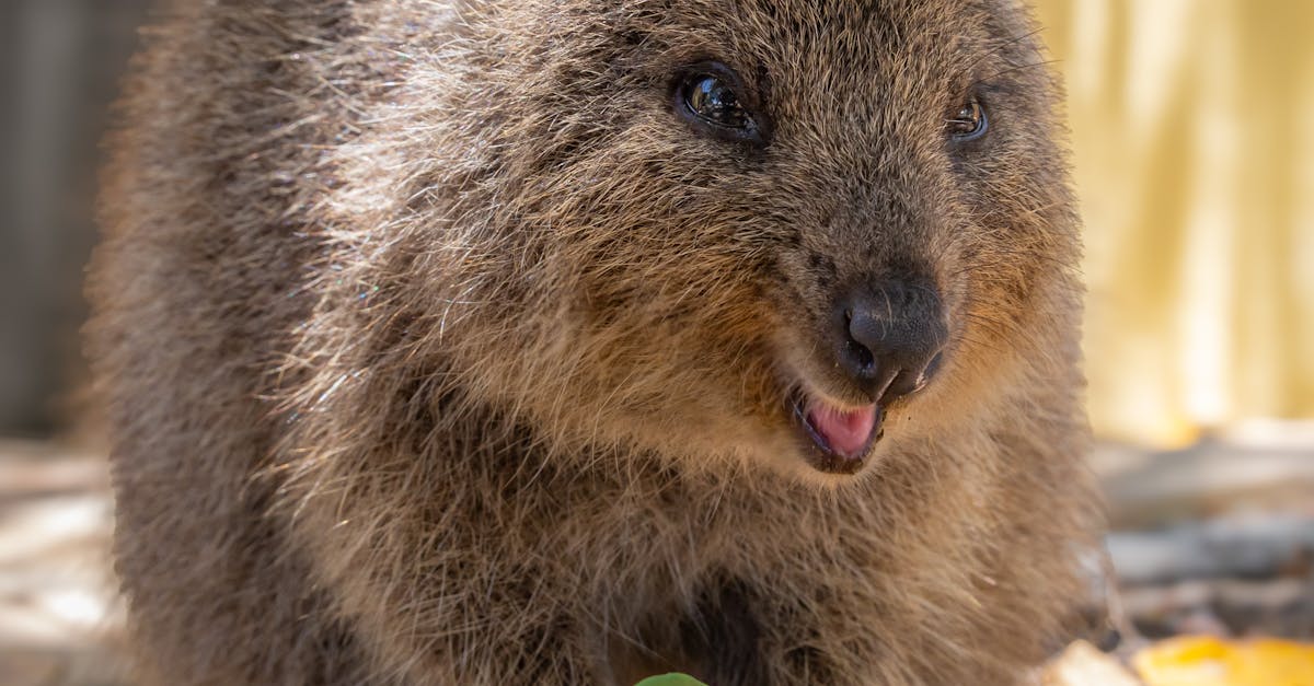 Peer Academic Mentoring: Benefits and Best Practices