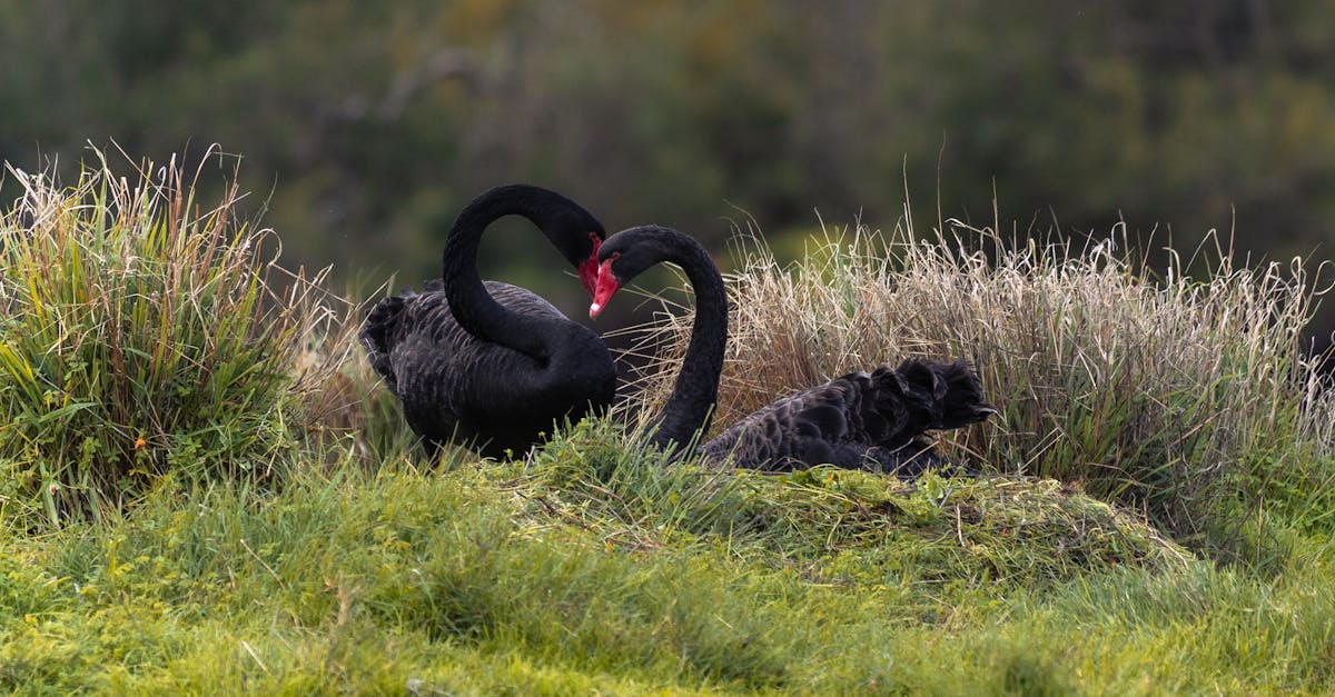 Specialising Online Tutoring for Computer Science Learners