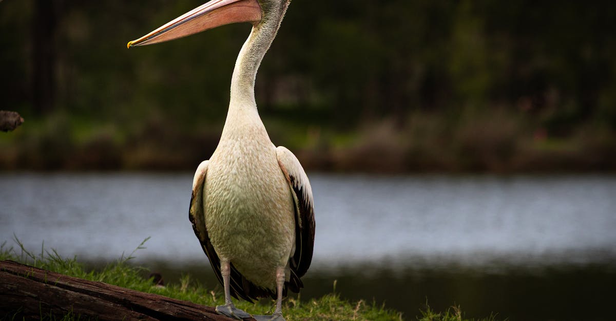 Techniques for Enhancing Concentration During Study Sessions