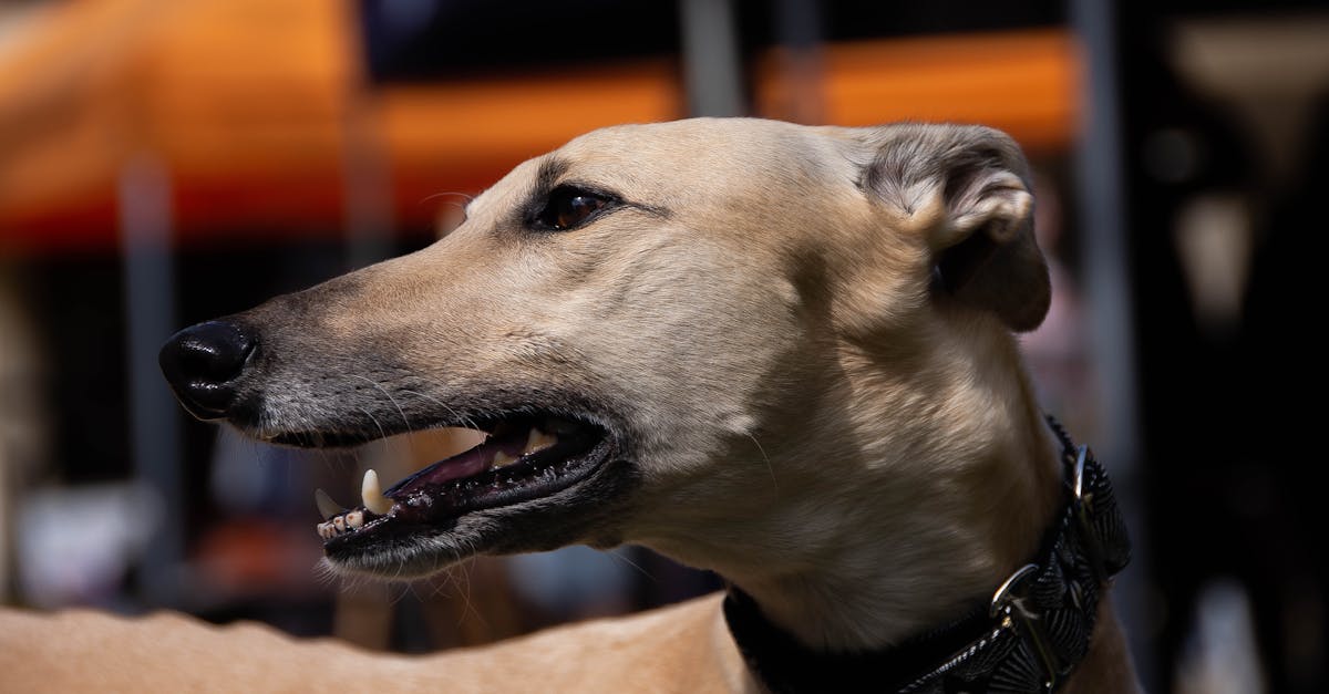 The Convenience of Online Tutoring for Parents