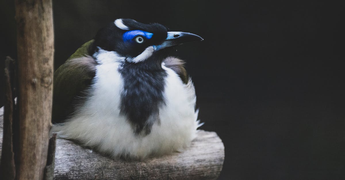 The Efficacy of Online Tools in Supporting Live Tutoring Sessions