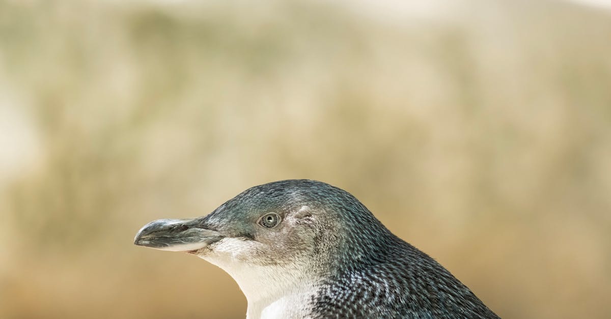 The Rise of Online Tutoring Platforms Among Perth Families