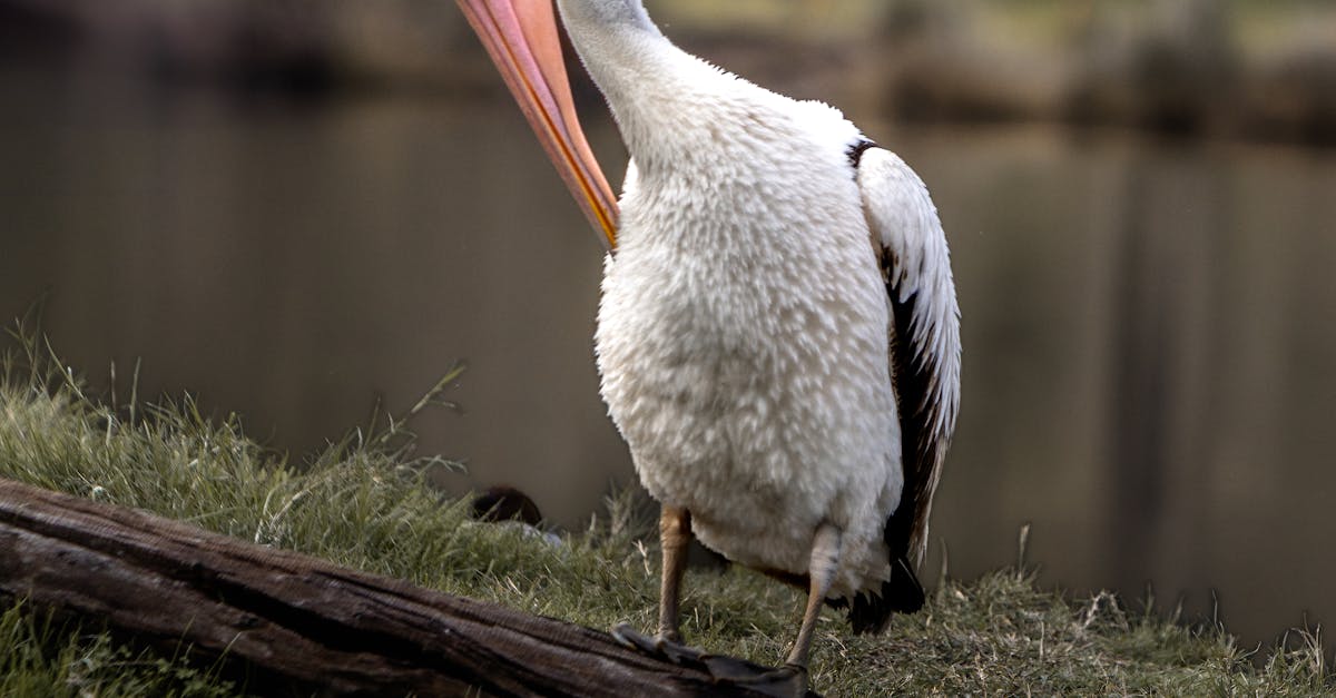 The Role of Mindfulness in Study Skill Development