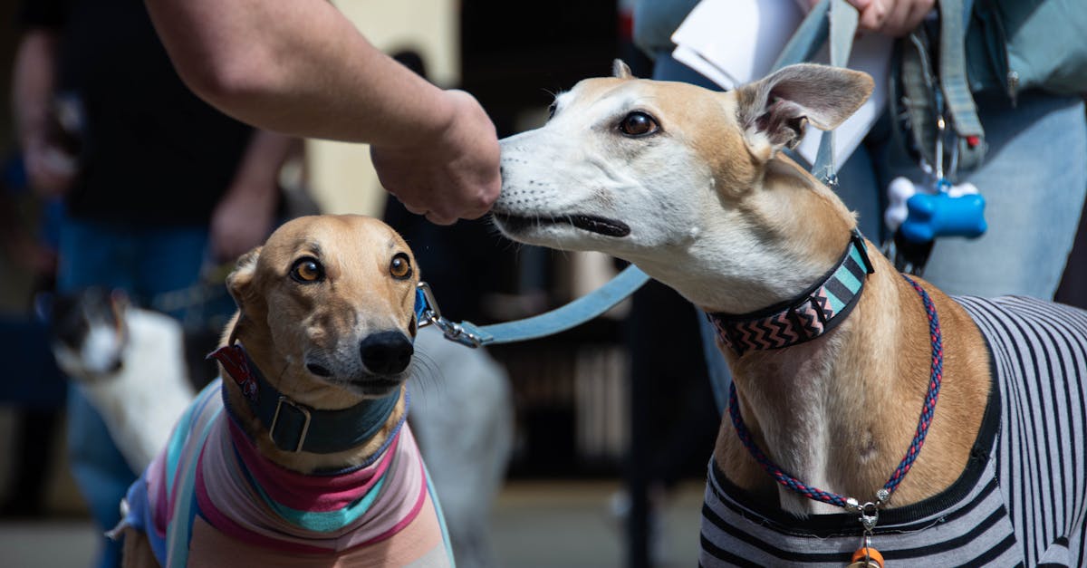 The Role of Mock Exams in Private Tutoring Programs